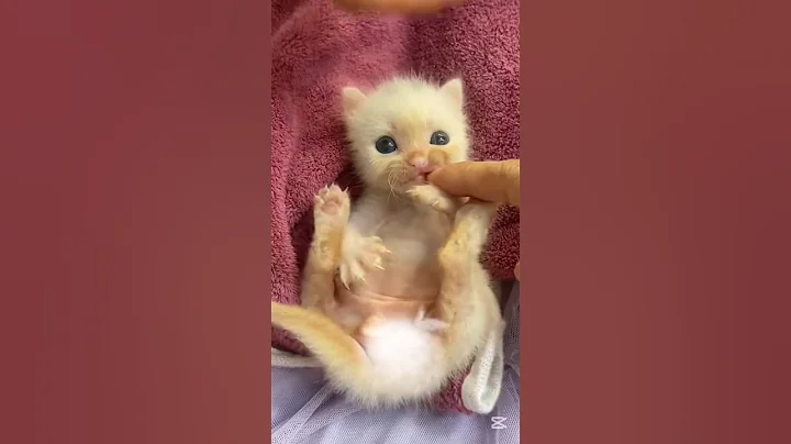 Video 10269621: cat kitten kitty cute, cat kitten kitty funny, cute cat little kitty