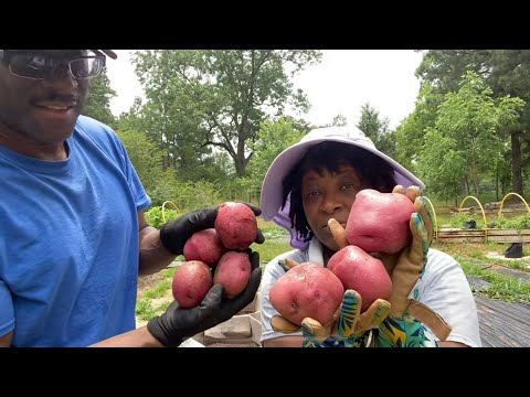 CARDBOARD BOX POTATO HARVEST