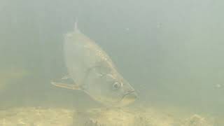 Tarpon of Islamorada Florida