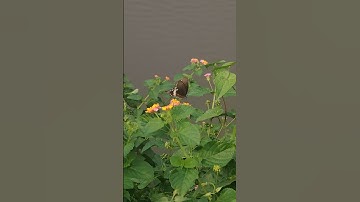 #shortsvideo #4kresolution #viralvideo #subscribemychannel