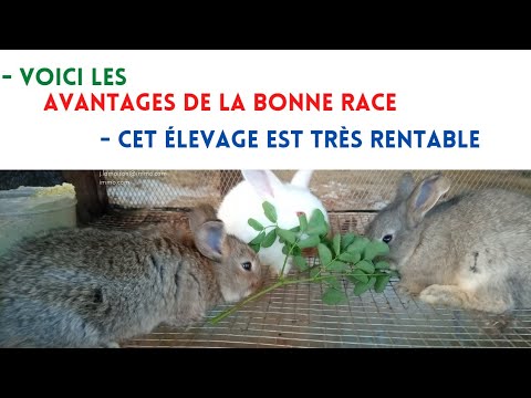 Vidéo: Quelles races de lapins sont les meilleures pour la viande