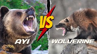 Wolverine Belgeseli Wolverine Vs Kurt, Ayı, Puma