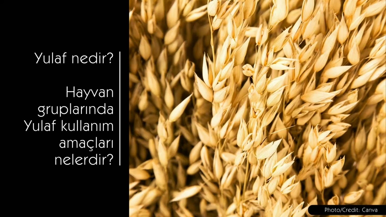 Yulaf ne işe yarar?  Yulaf'ın Hayvan Beslemesindeki Rolü