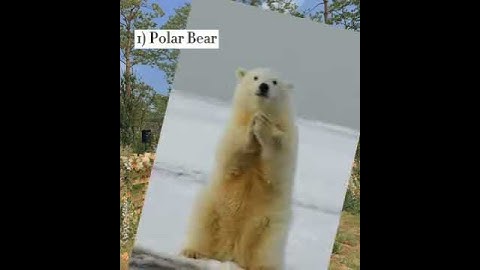 THE ADAPTATION OF ANIMALS AND PLANTS TO THE CLIMATE IN THEIR HABITAT.( TUNDRA) SCIENCE FORM 2 KSSM