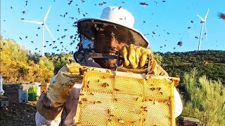 30ببت ملكي هي نتيجة قسمة النحل بطريقة النفضة الحسونية ناجحة ?? اول فحص بعد 8ابام على المباشر