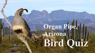 Bird Quiz: Unique Spring Birds of Organ Pipe Cactus National Monument, Arizona by Absorbed In Nature 252 views 2 months ago 3 minutes, 2 seconds