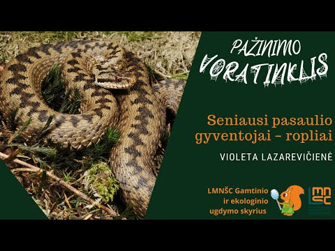 Pažinimo voratinklis: Seniausi pasaulio gyventojai – ropliai (Violeta Lazarevičienė)