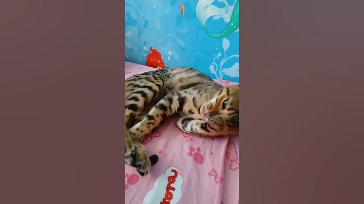 коты, смешные кошки, смешные коты, приколы с котами, кошки, смешные животные, приколы #shorts