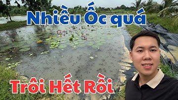 Vỡ nợ vì nuôi Ốc Nhồi mùa vụ 2025