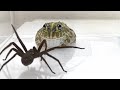 Čeho Je Schopen Nejnebezpečnější Pavouk Světa