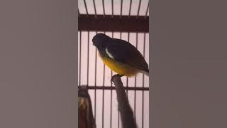 Pentis pentis pelangi Gacor