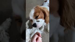 Bark Like You Want It Trend - Doggie Edition 🐶😇