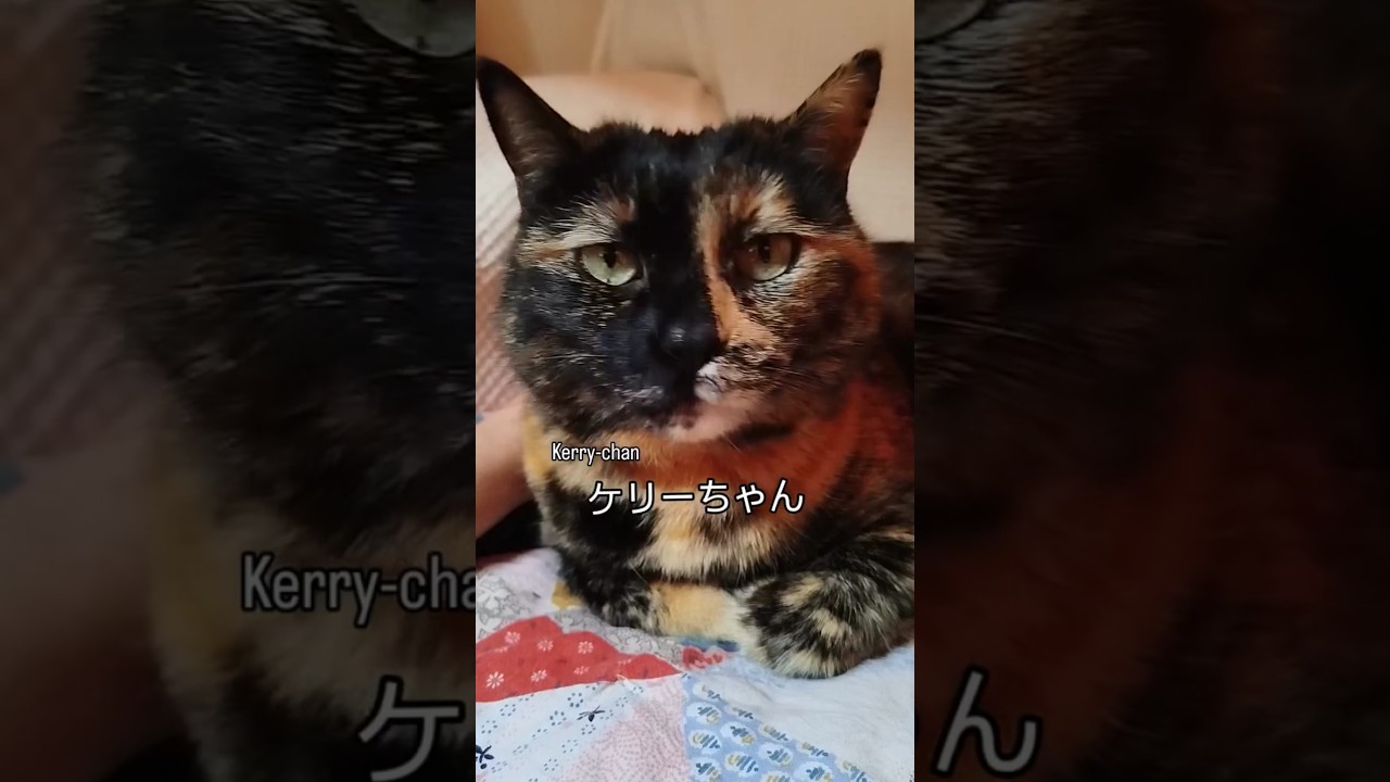 Her words, not mine  ☆ 𓆩^•⩊•^𓆪⟡✩₊˚.⋆☾⋆⁺₊✧⟢࿔ #cats #catvideos #watercolorartist