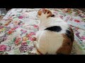 猪妹さんより・世界中でお掃除(概要欄から飛んでね)