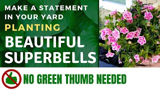 Planting Beautiful Superbells - Using a water reserve - No Green Thumb Needed