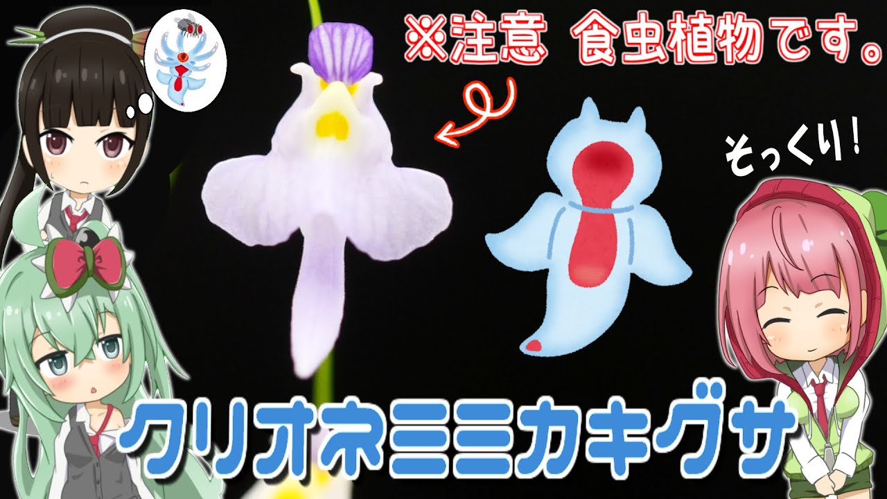 クリオネにしか見えない食虫植物！？　クリオネミミカキグサを紹介！Utricularia warburgii(クリオネゴケ)【食虫植物TV】