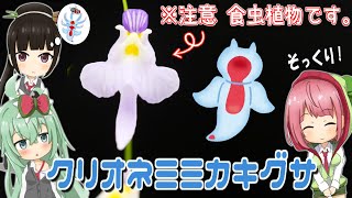 クリオネにしか見えない食虫植物!? クリオネミミカキグサを紹介!Utricularia warburgii(クリオネゴケ)【食虫植物TV】