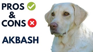 Akbash Breed Pros and Cons | Akbash Dog Advantages and Disadvantages