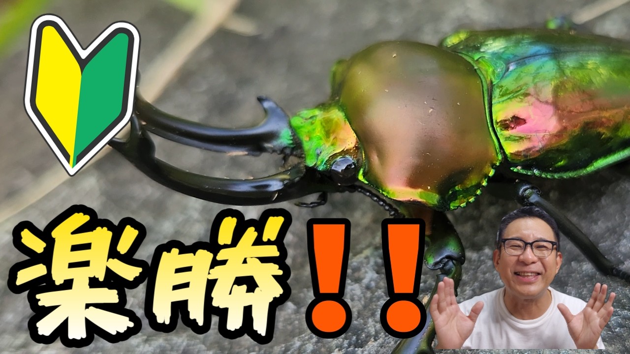 No Failures Even for Beginners! Pro's Guide to Rainbow Stag Beetle