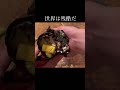 【世界は残酷だ界隈に参加してみた】#世界 #グルメ #料理
