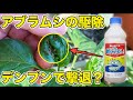 【アブラムシ駆除】デンプンでアブラムシやハダニを撃退！？うどんこ病にも効きます（自然由来の農薬：粘着くん）