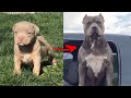 Im a big kid now cute baby animals to adult  dogs glow up compilation 2