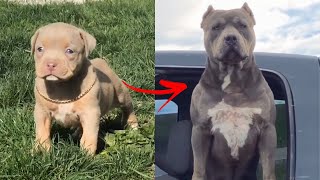 I'm a Big Kid Now Cute Baby Animals to Adult  Dogs Glow Up Compilation 2