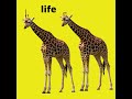 giraffe