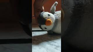 Baby Penguin Funny Play