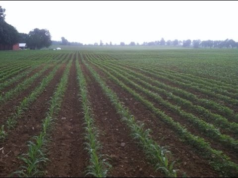 Video: Wo wird Strip Cropping in Indien praktiziert?