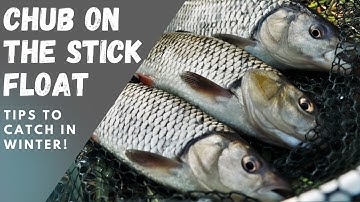 Winter Chub Fishing with Stick Float and Maggots