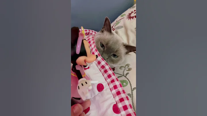Watch the video about Burmese X Blue Point Ragdoll Cat Sniffing Minnie Mouse!!! - Bryan The Cat (Video No.169)