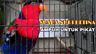 PEMIKAT ! Suara burung nuri kepala hitam betina memanggil burung nuri jantan