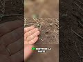 Semina facile: Compatta il terreno! #mattthefarmer #orto #aziendaagricola