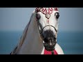 Sa almoshaher the multichampion stallion reeh alshamal arabian horse stud ras al khaimah uae