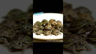 Cute Mini Animals From A Gl Jar Ai Fantasy Video 36