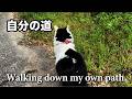 【自分の道】迷っても、止まっても、それが自分の選んだ道。鹿児島ののどかな景色の中で真っ直ぐに進む猫の姿と共に、この歌があなたの心に届きますように。