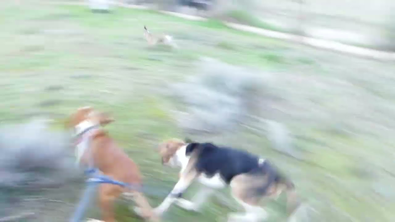 ΜΠΑΡΟΥΤΙΑΣΑΝ,,,,,SABUESO 6 ΜΗΝΩΝ  KAI ΤΡΙΧΡΩΜΟ ΑΓΓΛΟΓΑΛΛΙΚΟ 9 ΜΗΝΩΝ....Potpourri...MENEI H EΜΠΕΙΡΙΑ