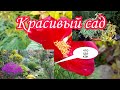 Красивый сад.Что посадить.Где расположить растения Как стричь,как обрабатывать,как подкармливать.