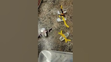 Brush Robot | Robotics | Bristlebot #shorts ##shortsfeed #short #robotics #robot #bristlebot