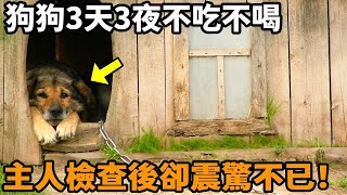 狗狗待在狗舍3天3夜不吃不喝主人不解上前查看卻被牠身下的東西震驚不已