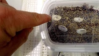 Baby Bearded Dragon Hatching From Egg