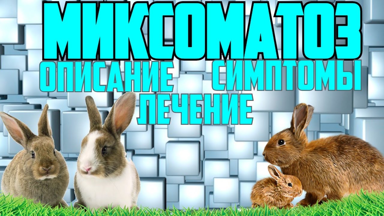 Миксоматоз | Лечение | Симптомы| КРОЛИК ТВ - YouTube