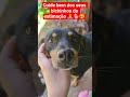 cuide bem dos seus bichinhos de estimação 🙏🐕
