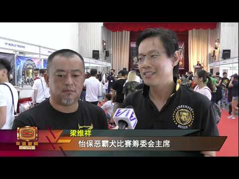恶霸犬看似凶神恶煞 实则温驯可爱易饲养