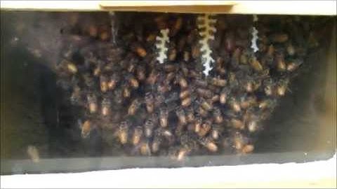 One week in after installing bees into a Warre hive