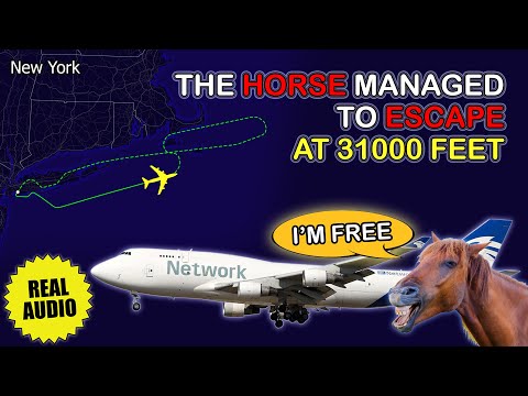 HORSE ESCAPES the stall in cargo hold during flight. Boeing 747 returns to Kennedy. Real ATC