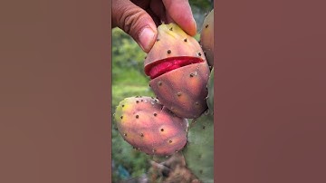 Thumbnail of This Cactus Fruit Is Very Sweet #satisfying #shorts