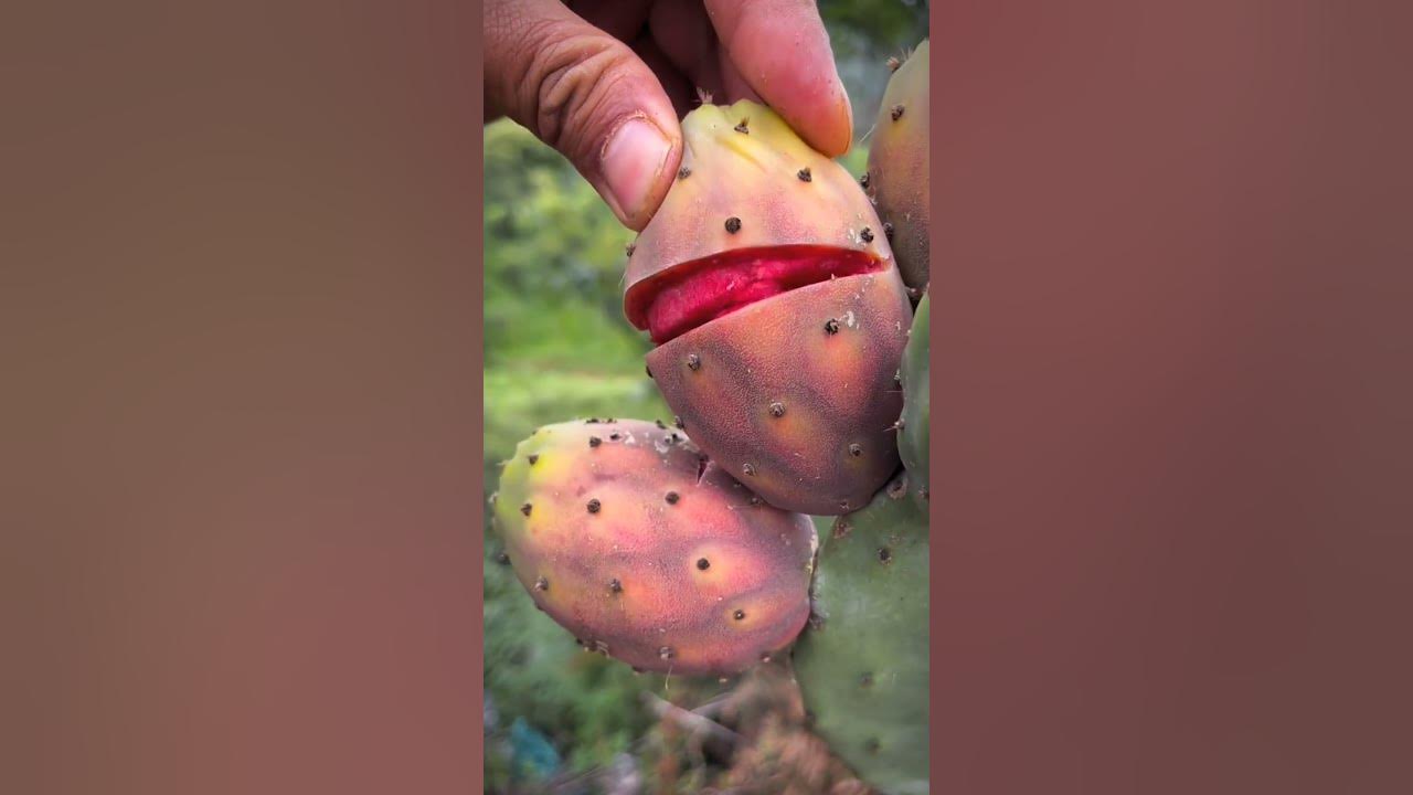 This Cactus Fruit Is Very Sweet #satisfying #shorts