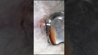 Bloody urine in Male cat bladder urine_infection tom therapy